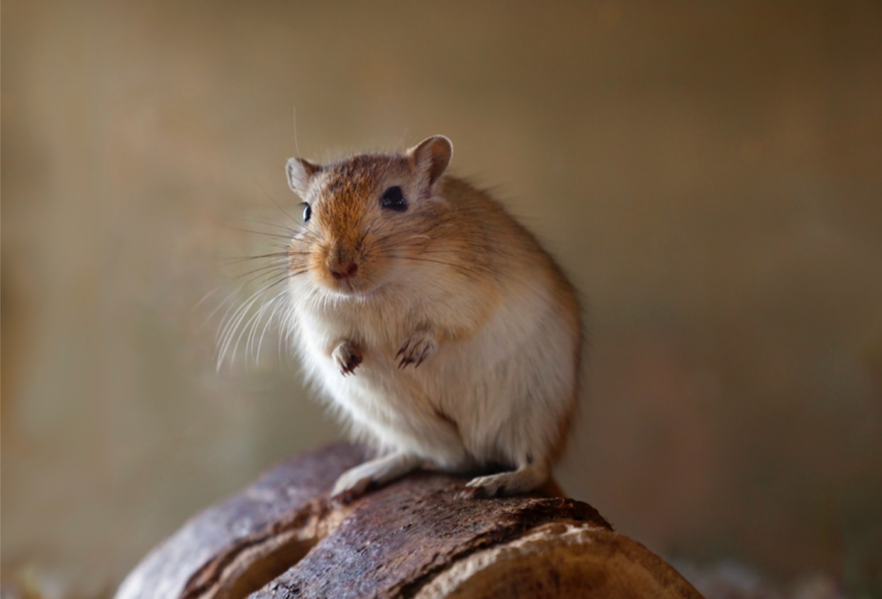 Gerbil